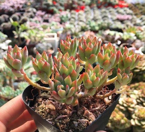  要点|养多肉小美人，了解掌握几个要点，养出橘黄果冻色，十分出众