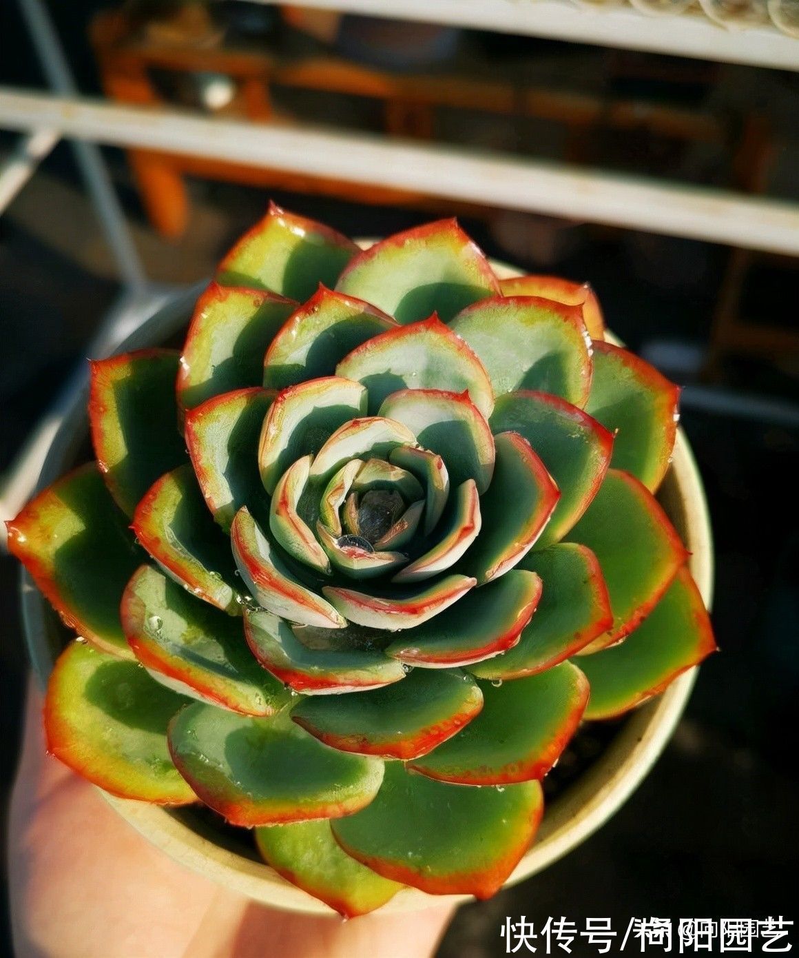 繁殖多肉,别再叶插了,直接用“砍头法”,成活率高,耗时短