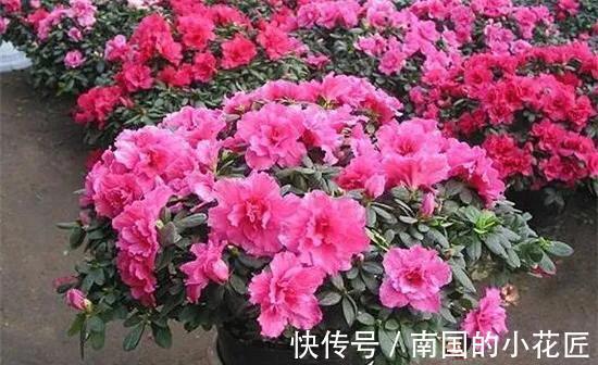 杜鹃花|俗话说“五种花草进家门，招财纳福出贵人”，有道理吗
