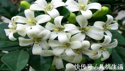 此花香味 超 桂花 花开0天以上 沾土 就能活 比茉莉花还好闻 粉紫色