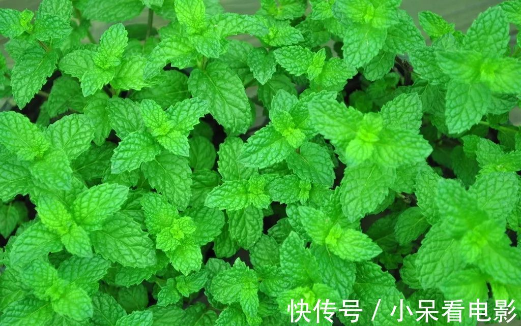 此花是充满了希望的植物，寓意着就算是不顺意的人生也要充满希望