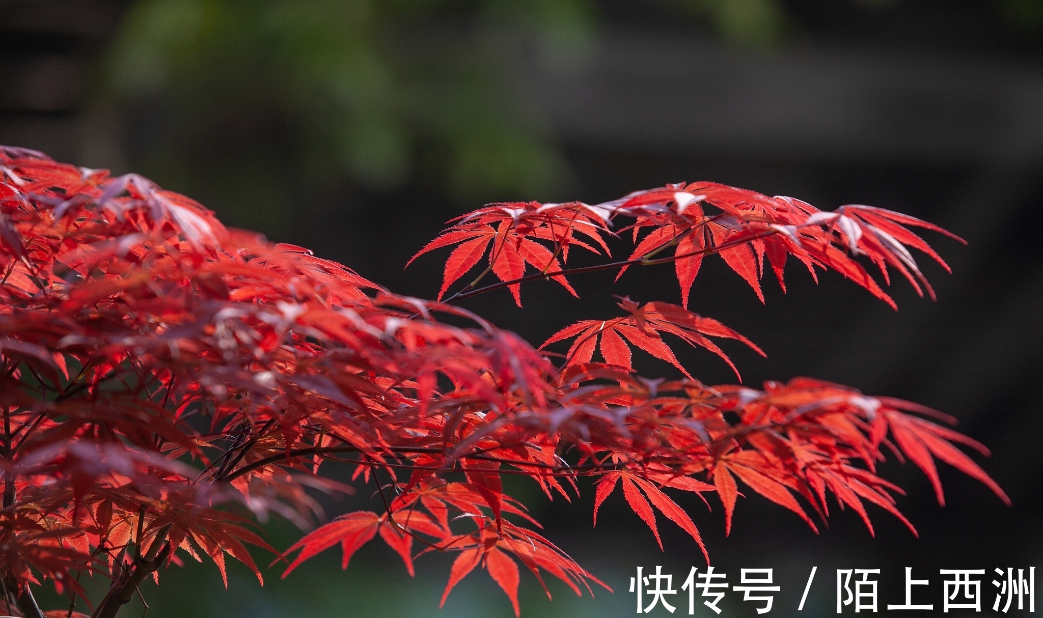 李邕!落选《唐诗三百首》最著名的20首诗,清明、赠汪伦、鸟鸣涧在其中