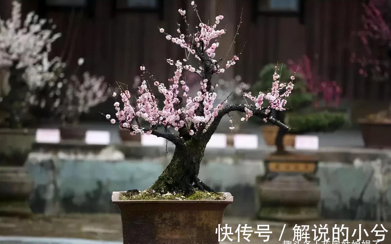 养花要先养根,根系弱植株也会生长不良,做好6点,养出强壮根系