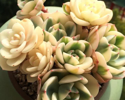 多肉玉蝶锦怎么养教你3个盆栽的小妙招,养出最惊艳的玉蝶锦