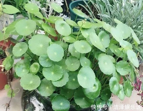 爆盆|盼着雨天来,4种花“淋淋雨”,蹭蹭长爆盆,比施肥还长得快