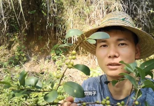 竹筒子|玩过这种野果的8090后,说明你在农村呆过,成熟果实还可以吃