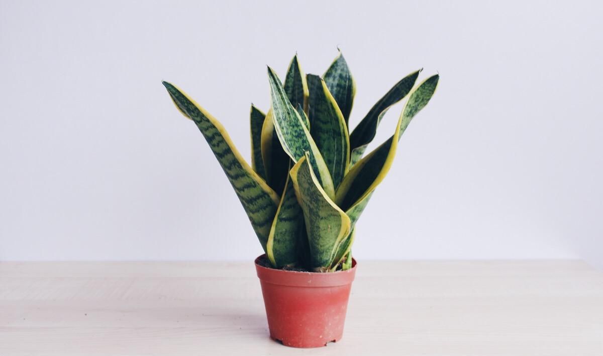 几种喜阴的植物，光照不良，也可以生长旺盛