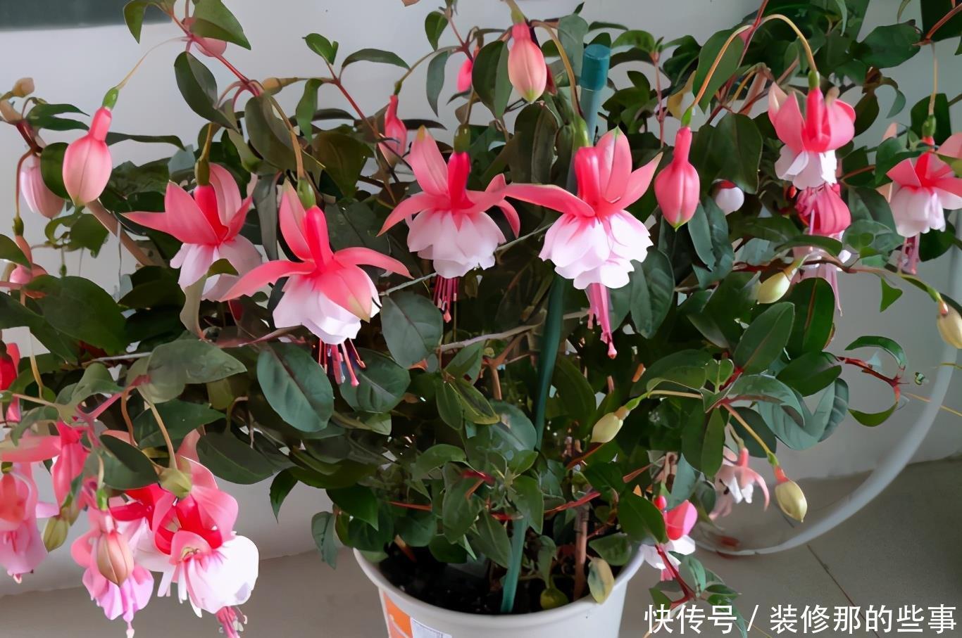 养花|羊粪当植料养花前，掌握住用量、发酵方法，养啥花都能旺