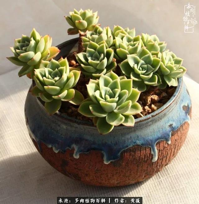 养了三年多肉,终于明白佛系养肉才是王道!