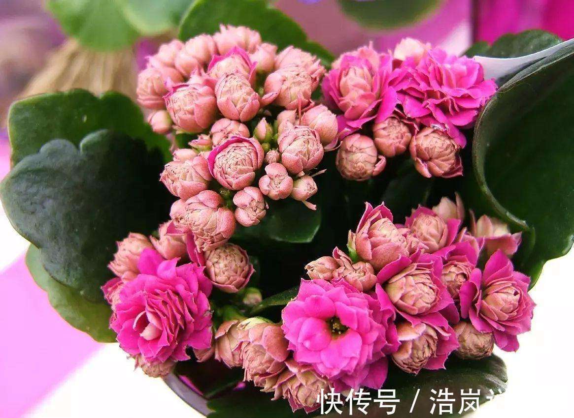 一条沟|“家家都有的营养液,给花卉滴10滴,叶子油光翠绿开花500朵