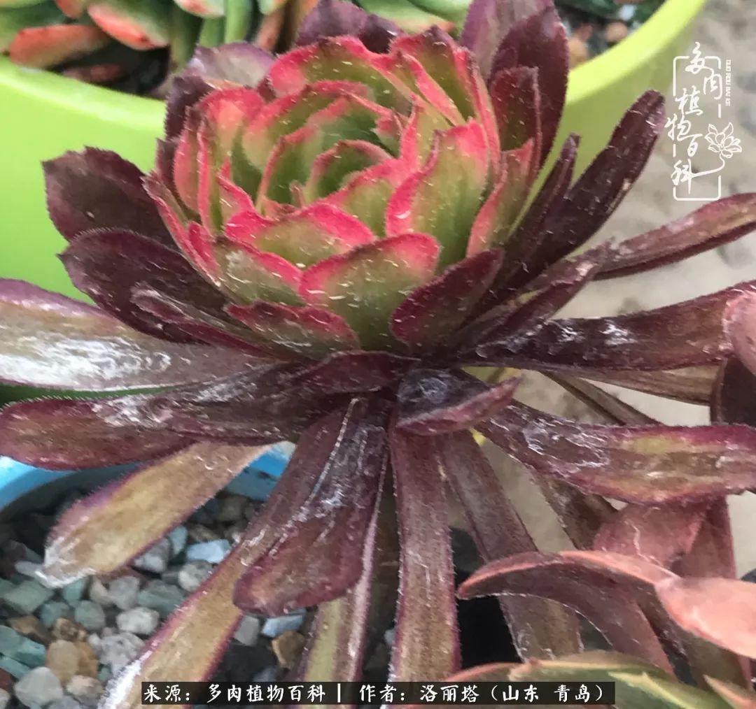 我和我的“多肉恋人”,怎么样有没有惊艳到你!