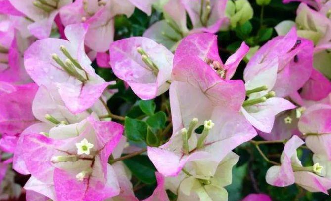 4种花被称为“开花王”,沾土就活,轻松开爆盆,四季有花赏!