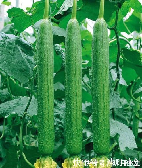 丝瓜|女性可以坚持吃3种食物,补气养血,滋阴补肾,预防子宫早衰