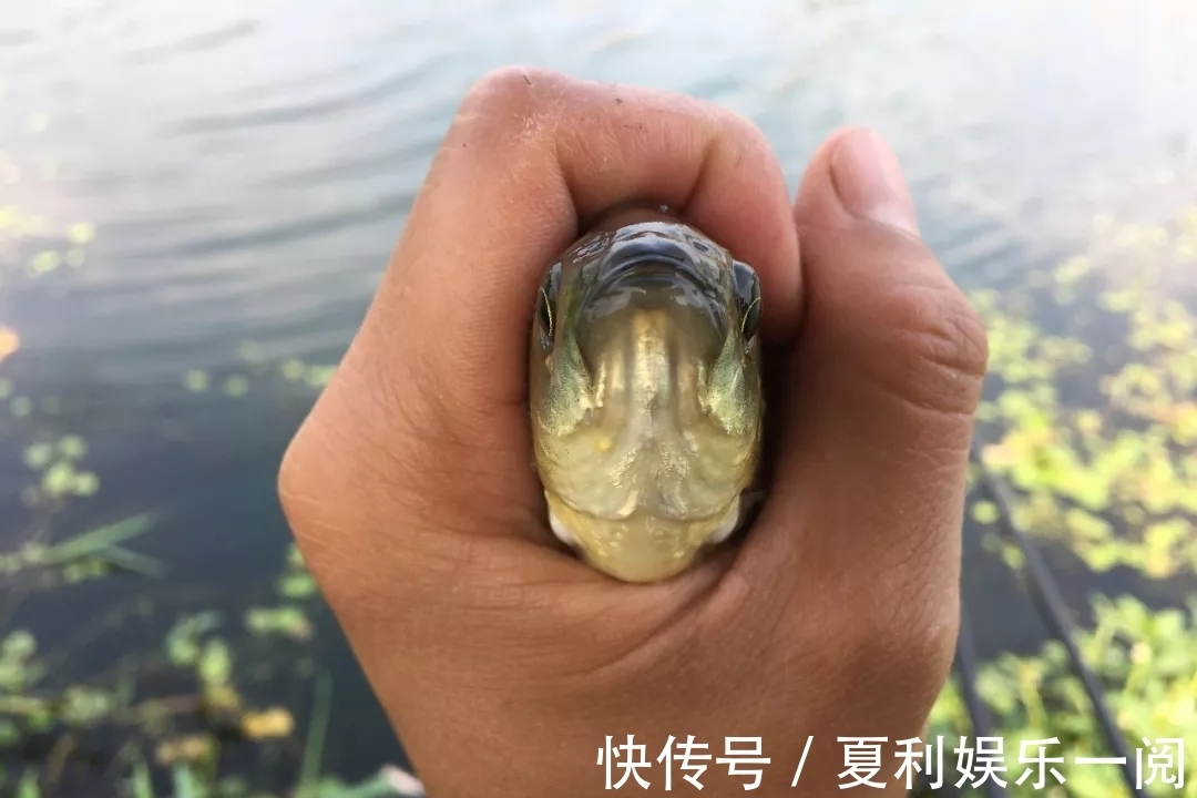 冬钓鲫鱼7个常见问题,早知道答案,也不会三天两头空军了