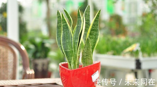 这5种盆栽植物掌握特性真的很好养：“人越懒花越旺”
