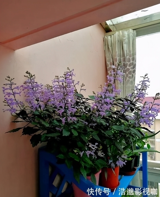 这些“垃圾”不要扔,用来养花“一级棒”,肥的流油,环保又省钱