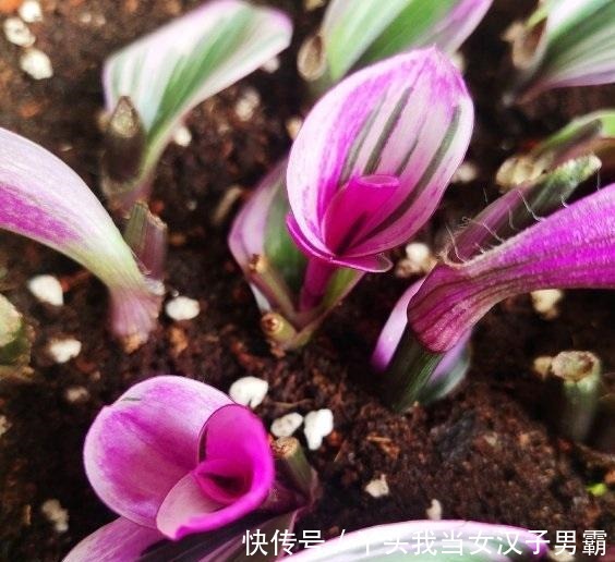 又一网红植物翻车,价格从一盆30到9.9,目测还能再低点!