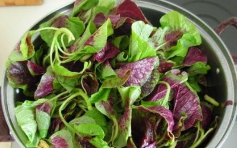 种植|这野菜比羊肉还补血,价值很高被人工种植,但市场还得12元1斤