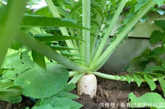 叶子比根好,含钙量是牛奶的3倍,味道也很好,值得一试!