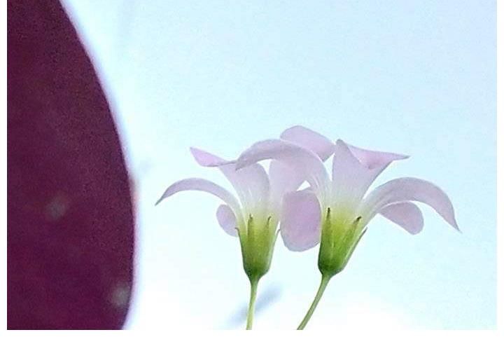 富贵|晴开夜合，美丽富贵的紫叶酢浆草花开了