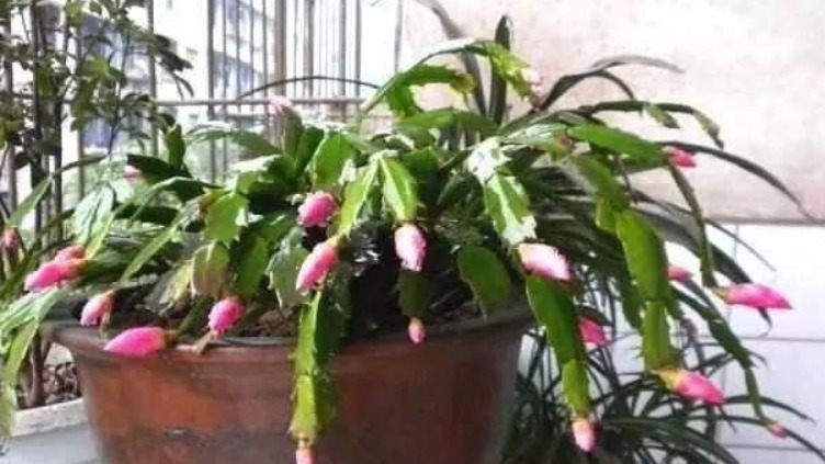 花都是被浇死的，一点不假，学点专业的，让家里的盆栽油光满面