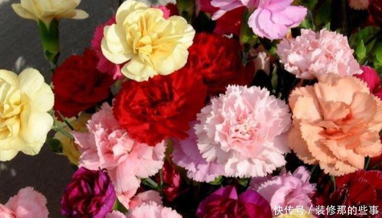 养花就养4种花,家里养一盆,一开就美爆,养1盆超美!