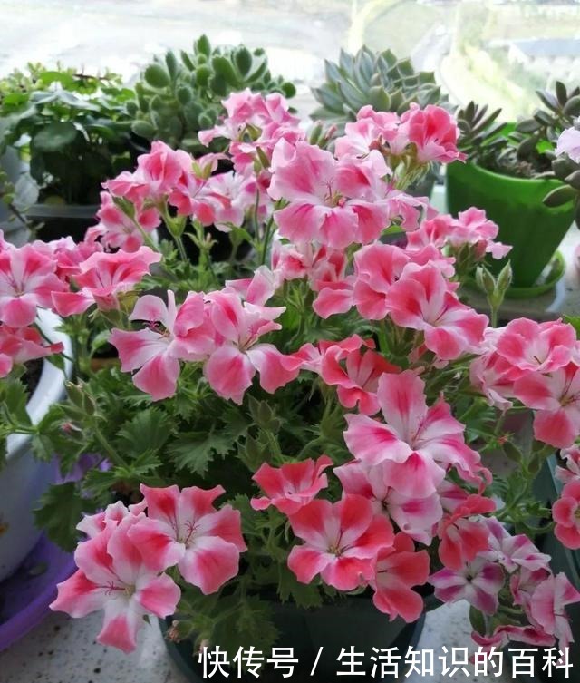 想省心就养这些花,没有病虫害,就爱开花!想省心就养这些花,没有病虫害,就爱开花!