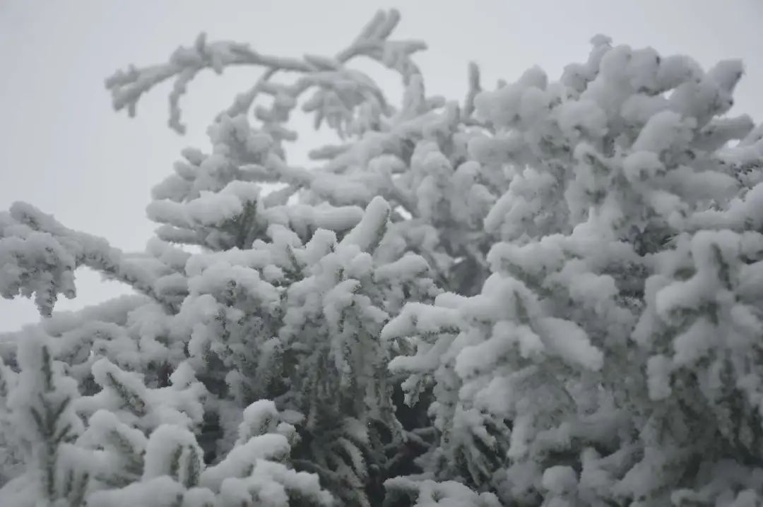 冰雪|绝美雪景！古蔺邀请你来体验“冰雪奇缘”