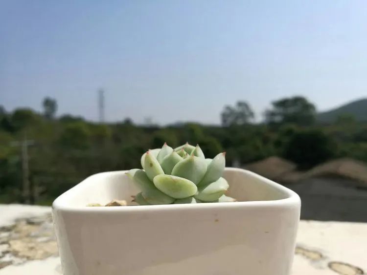 黛比|佛系养肉人生活明朗，多肉可爱，唯适者生存！