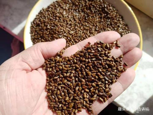 眼病|视力下降试试农村这种植物,泡茶饮用,能保护你的眼晴