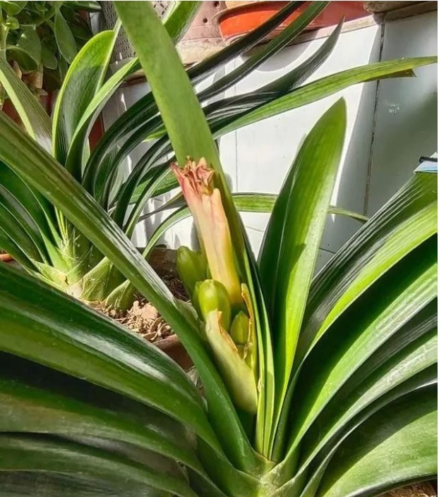 君子兰|君子兰夹箭不开花怎么办，教你个方法，轻松搞定