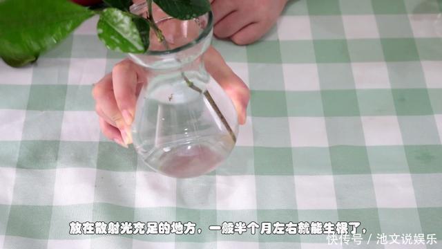 修剪|栀子花扦插很简单,修剪完的枝条不要扔,注意几点生根速度快