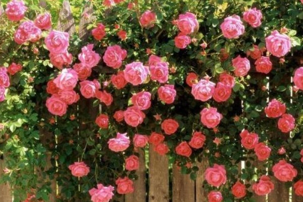 此花是代表了爱情的花,是爱情中的思念,也是寓意神圣的花