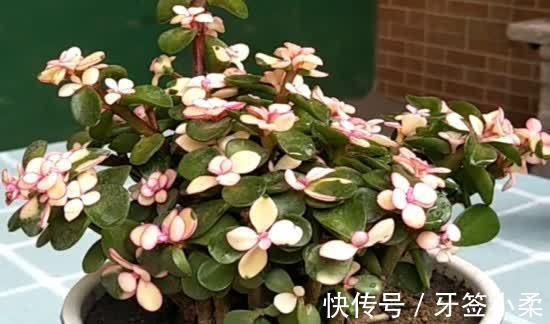 吉祥|7种寓意“旺财”的花,适合养在家里,看着就有好兆头