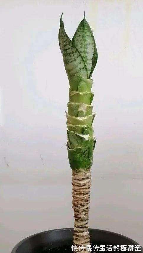 吊兰,虎皮兰都能养成老桩了,网友说,我不信