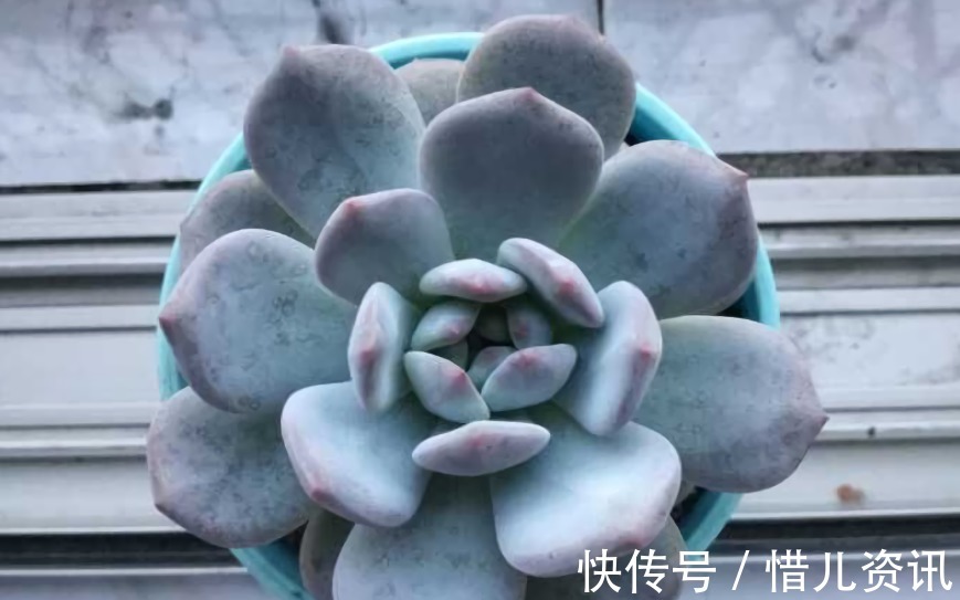 根系|不喜水的多肉,却可以水培2种操作方法,肉肉照样出状态