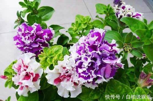 盆观|现在种一盆这种花,好养又漂亮,一盆观3季,是阳台盆栽之佳品