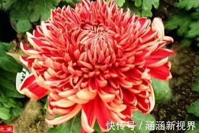 名菊|喜欢养菊，不如养”优良名菊“徐妃醉妆，似清秀妆容，美丽高雅