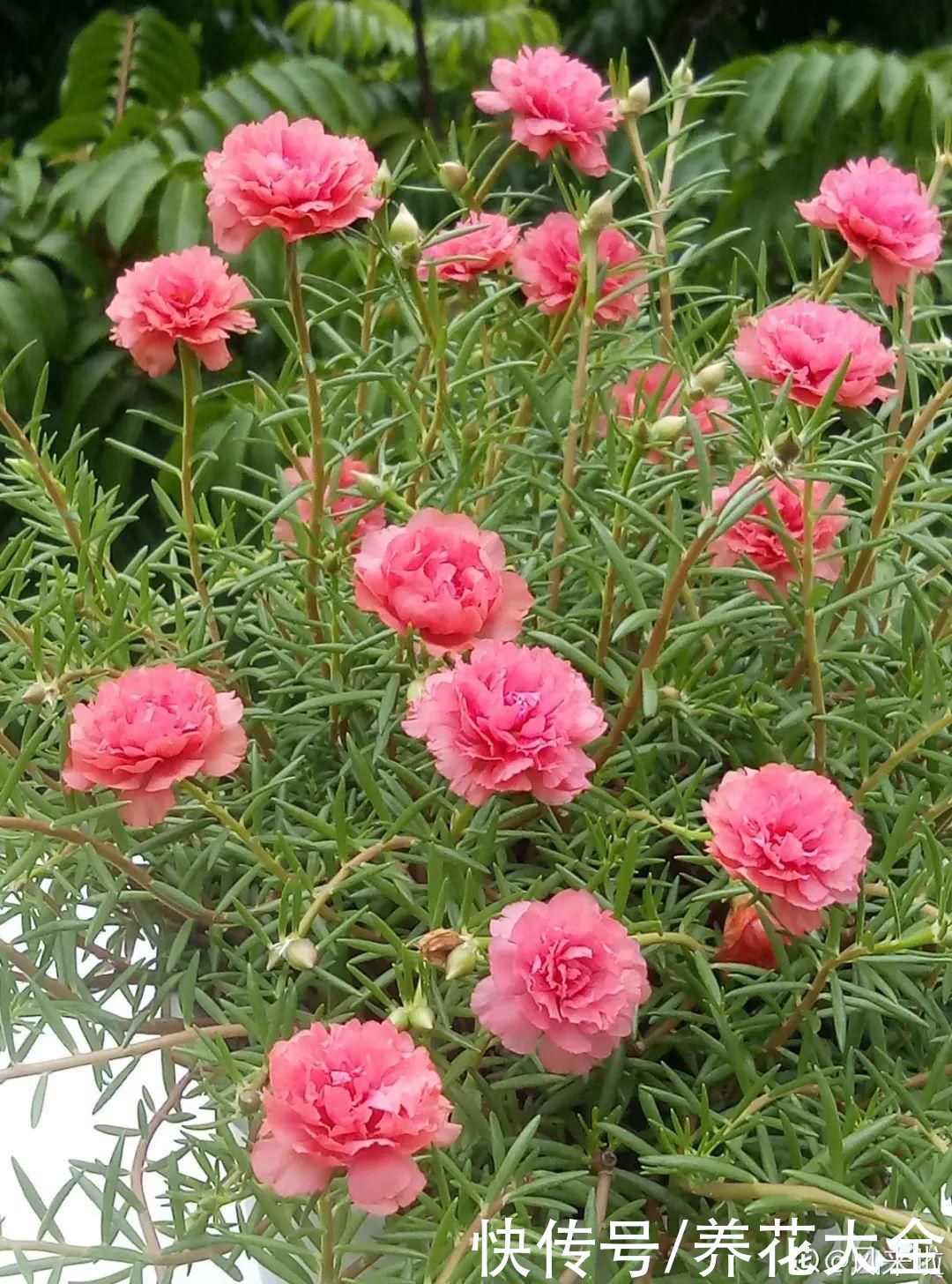 夏天|热不死的花，温度高也不休眠，超级适合夏天