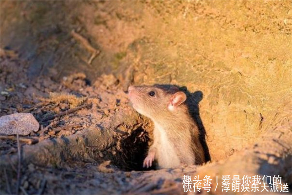 接鼠年,给属鼠人取什么名字好男女起名