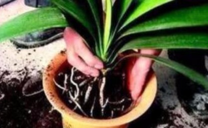 君子兰难开花在盆里埋点“它”,叶子油绿花也多