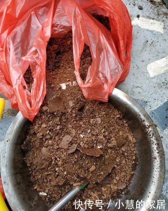 冬天埋点肥,明年花儿多3倍,轻松爆盆!