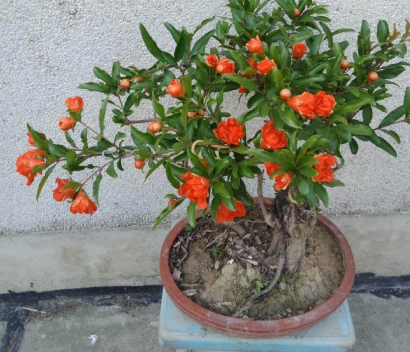 主干|盆栽石榴模样土?少了修剪这一步,咔嚓咔嚓,高大上