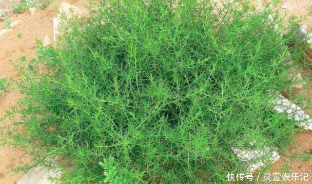 野菜|最高可长1米,一茬可割4次,含钙量超过牛奶,包饺子超美味