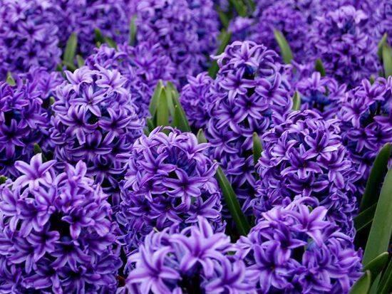 长长“蓝莓”挂枝头，晒晒太阳开出满枝花，原来它是风信子