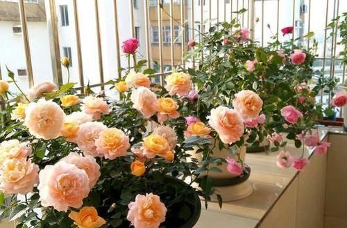 室内养花，频频招惹“蚧壳虫”，该怎么解决？消灭干净？