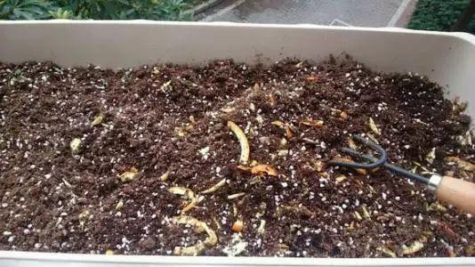 养花有“门道”,简单实用花长得好,茂盛不烂根开花一茬一茬!