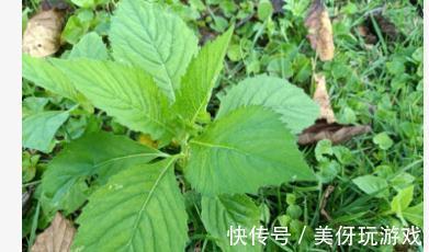 胡罗卜素|很多人瞧不上的野菜，却是“清肠高手”，能瘦肚子，排毒还养颜