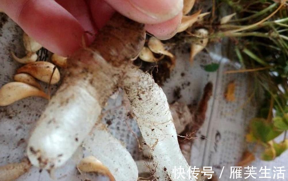 野菜|人称“土人参”，儿时挖来当糖吃，如今一斤10元，稀罕少见