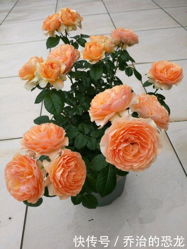 杏色|阳台养一株“杏色露台”,四季都有花看,赏花又闻香,种植也不难